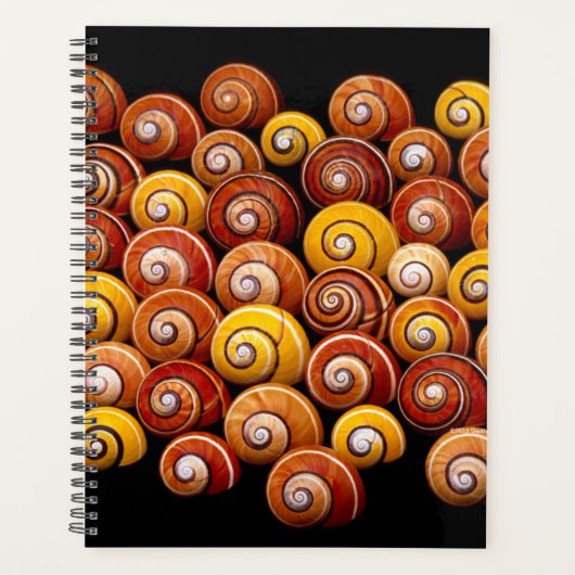 Cuban Tree Snails Planer (Vorderseite)