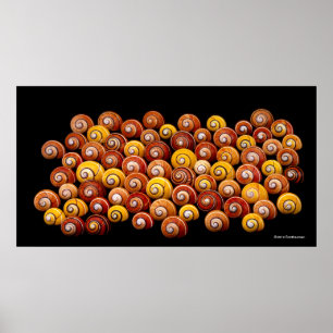 Cuban Tree Snails Poster