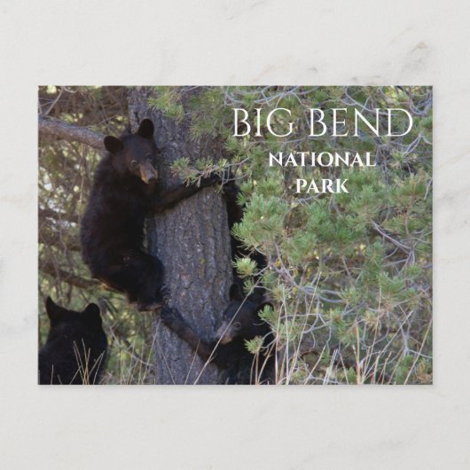 Cubs mit schwarzem Bär Klettersteig Pine Tree Big Postkarte (Vorderseite)