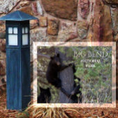 Cubs mit schwarzem Bär Klettersteig Pine Tree Big Postkarte