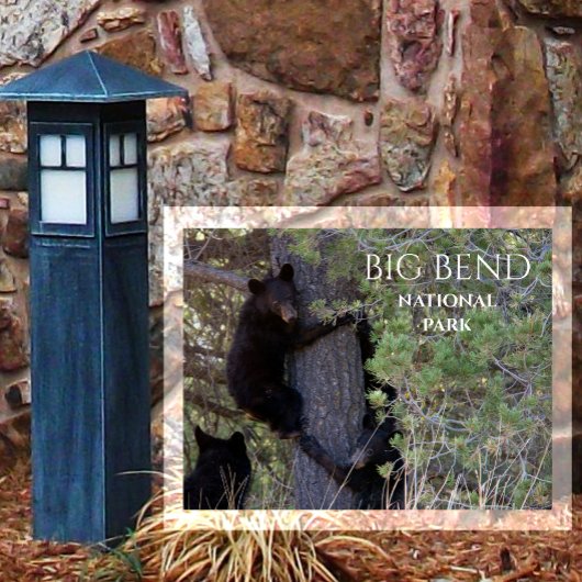 Cubs mit schwarzem Bär Klettersteig Pine Tree Big Postkarte