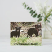 Cubs, www.blackbearsite.com postkarte (Stehend Vorderseite)