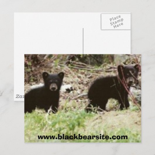Cubs, www.blackbearsite.com postkarte (Vorne/Hinten)