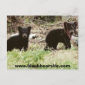 Cubs, www.blackbearsite.com postkarte (Vorderseite)