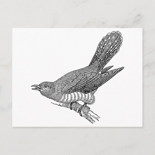 Cuckoo Bird Art Postkarte (Vorderseite)
