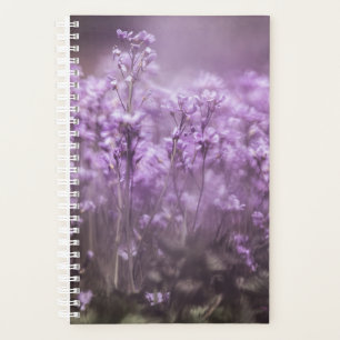 Cuckoo Blume Nature Foto Planer