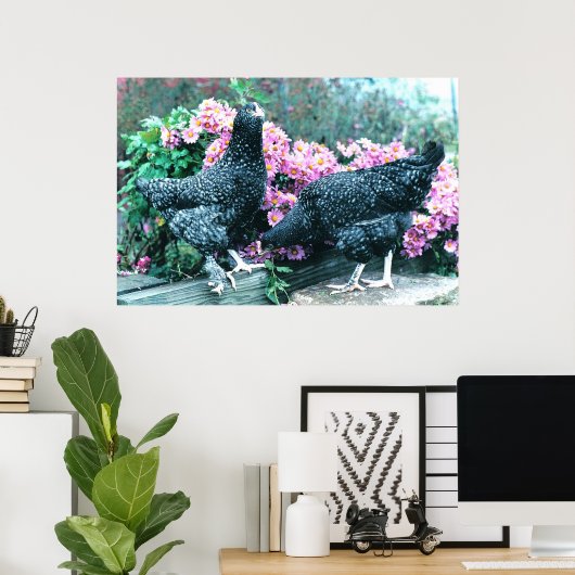Cuckoo Marans Hens Poster (Heimbüro)