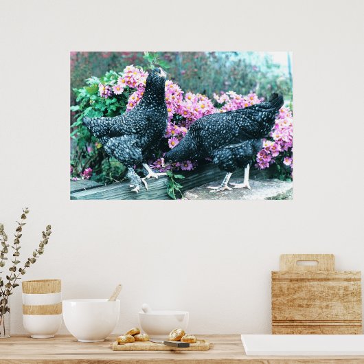 Cuckoo Marans Hens Poster (Küche)