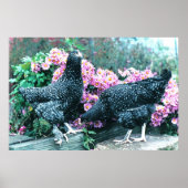 Cuckoo Marans Hens Poster (Vorne)