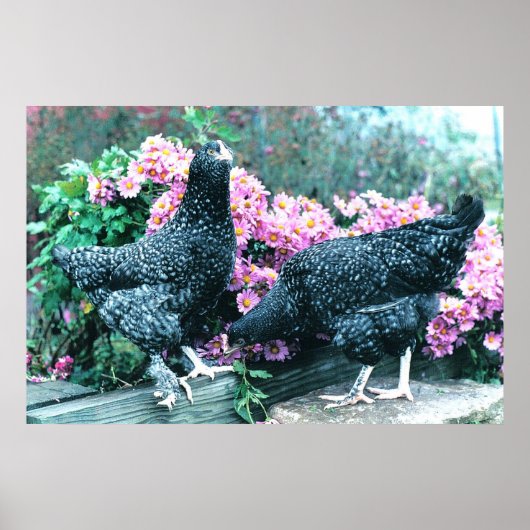 Cuckoo Marans Hens Poster (Vorne)