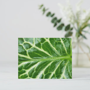 Cuckoo Pint Pflanze Postkarte