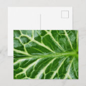 Cuckoo Pint Pflanze Postkarte (Vorne/Hinten)