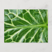Cuckoo Pint Pflanze Postkarte (Vorderseite)
