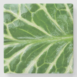 Cuckoo Pint Pflanze Steinuntersetzer