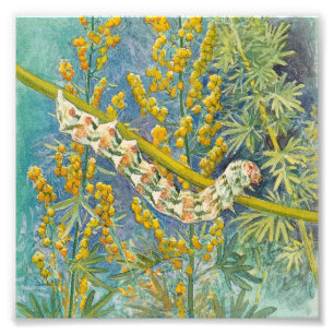 Cucullia Absinthii Wormwood Raupe Fotodruck