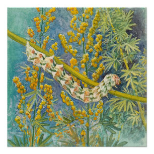 Cucullia Absinthii Wormwood Raupe Poster