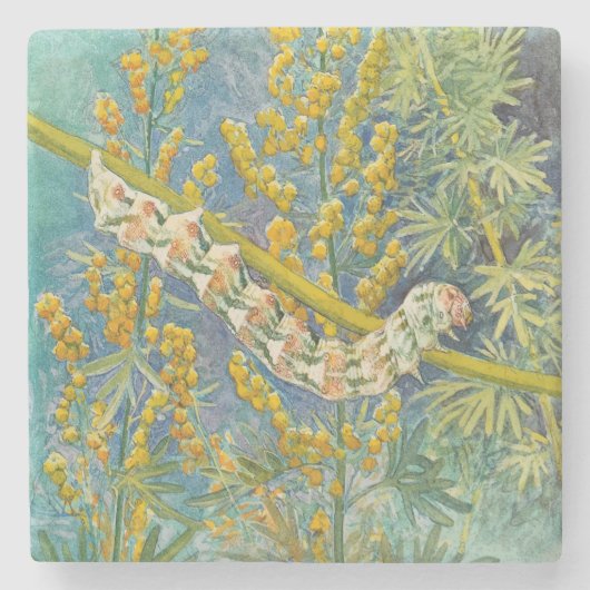 Cucullia Absinthii Wormwood Raupe Steinuntersetzer (Vorderseite)