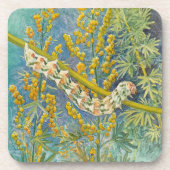 Cucullia Absinthii Wormwood Raupe Untersetzer (Vorderseite)