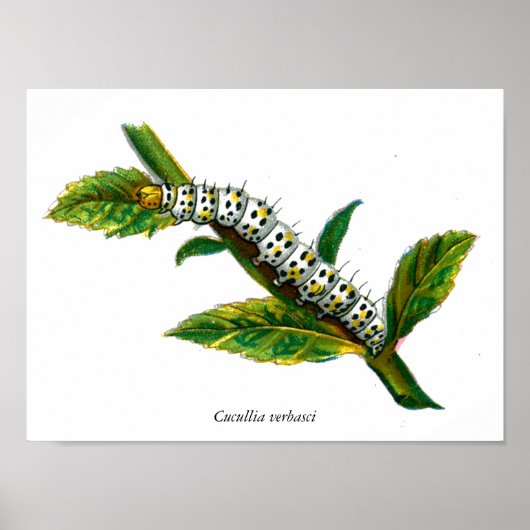 Cucullia verbasci Raupe Poster (Vorne)