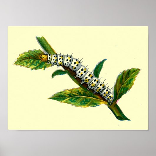 Cucullia verbasci Raupe Poster (Vorne)
