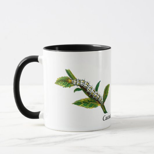 Cucullia verbasci Raupe Tasse (Links)