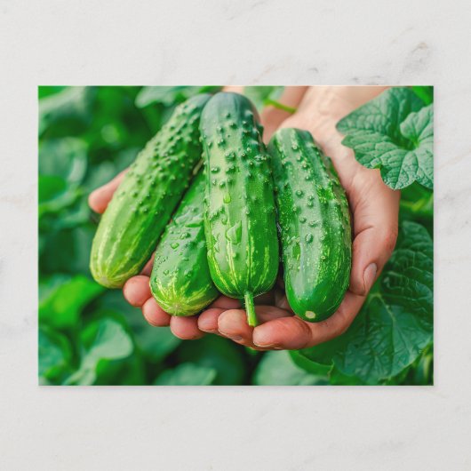 Cucumber Varia Frisch aus Garten Feiertagspostkarte (Vorderseite)