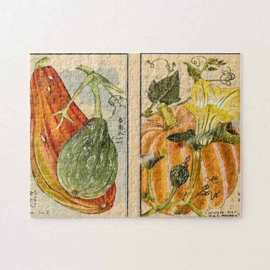 Cucurbita pepo - Seikei Zusetsu Puzzle (Horizontal)