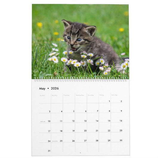 Cudded Niedlich Kitten Pet Kitty Cats Feline 2020 Kalender (Mai 2026)
