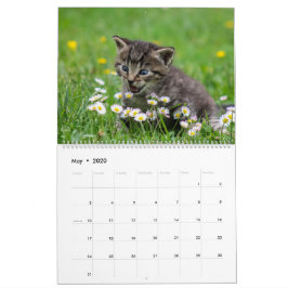 Cudded Niedlich Kitten Pet Kitty Cats Feline 2020 Kalender