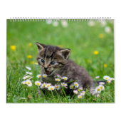 Cudded Niedlich Kitten Pet Kitty Cats Feline 2020 Kalender (Titelbild)