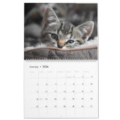 Cudded Niedlich Kitten Pet Kitty Cats Feline 2020 Kalender (Jan 2026)