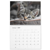Cudded Niedlich Kitten Pet Kitty Cats Feline 2020 Kalender (Jan 2027)