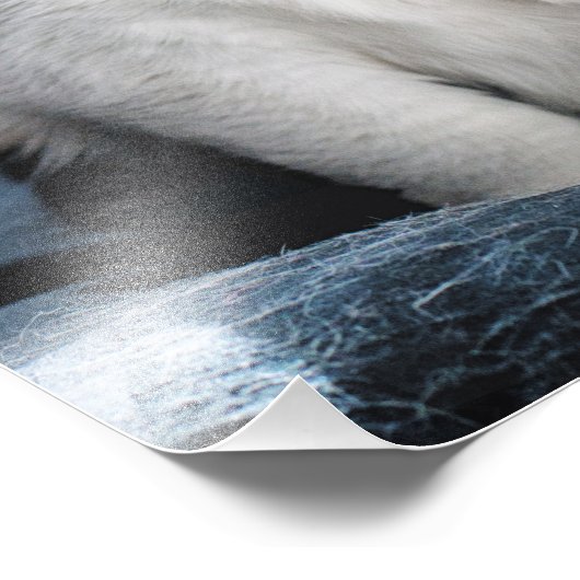 Cuddles Fotodruck (Ecke)