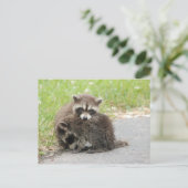 Cuddling Baby Raccoons Postkarte (Stehend Vorderseite)