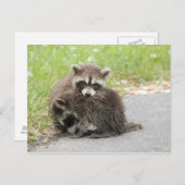 Cuddling Baby Raccoons Postkarte (Vorne/Hinten)