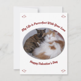 Cuddling Cats Purfect Life Happines Day Feiertagskarte