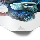 Cuddling Dumbo Betta Fish Fotodruck (Ecke)
