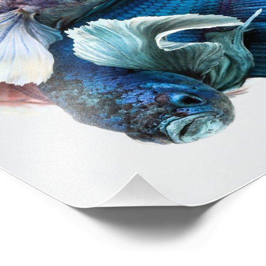 Cuddling Dumbo Betta Fish Fotodruck (Ecke)