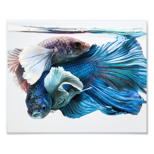 Cuddling Dumbo Betta Fish Fotodruck (Vorne)