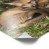 Cuddling Fox Kits Fotodruck (Ecke)