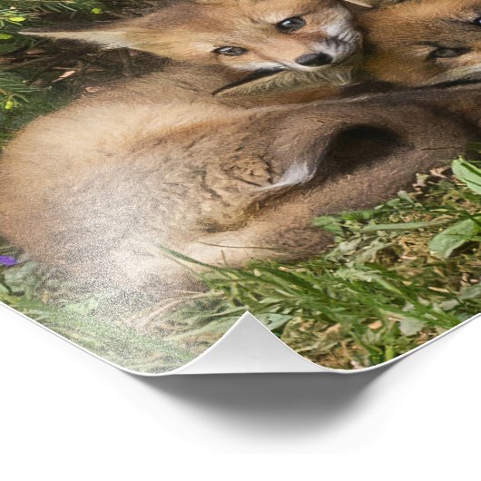 Cuddling Fox Kits Fotodruck (Ecke)