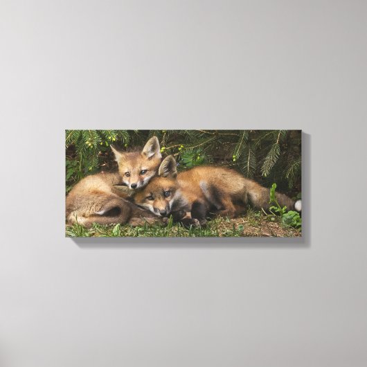 Cuddling Fox Kits Leinwanddruck (Vorderseite)