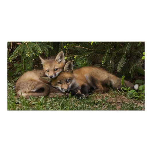 Cuddling Fox Kits Poster (Vorderseite)