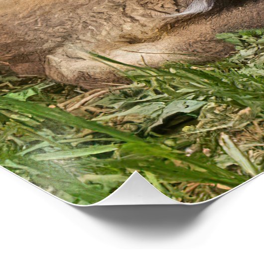 Cuddling Fox Kits Poster (Ecke)