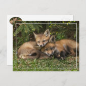 Cuddling Fox Kits Postkarte (Vorne/Hinten)