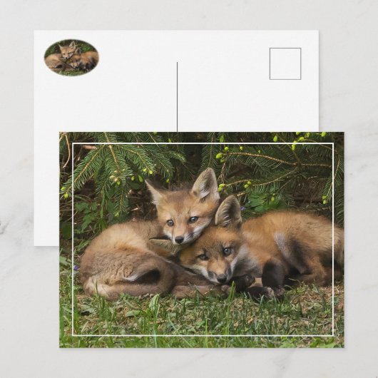 Cuddling Fox Kits Postkarte (Vorne/Hinten)