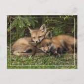 Cuddling Fox Kits Postkarte (Vorderseite)
