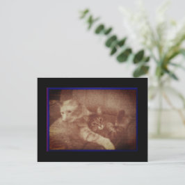Cuddling Kätzchen Postkarte