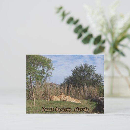 Cuddling Lions Postkarte (Stehend Vorderseite)