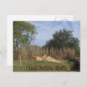 Cuddling Lions Postkarte (Vorne/Hinten)